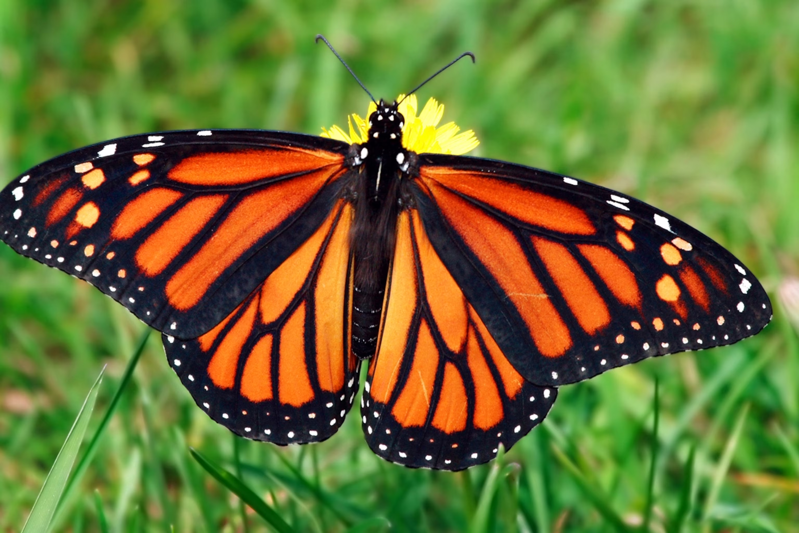 The Fascinating World of Butterflies